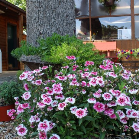 flowers blooming at Great Escapes RV Resorts Branson