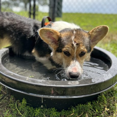 dog drinking from bowl at dog park of Great Escapes RV Resorts Branson