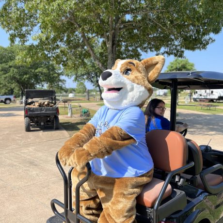 Biscuit the camp mascot riding in back of a golf cart rental at Great Escapes RV Resorts Branson