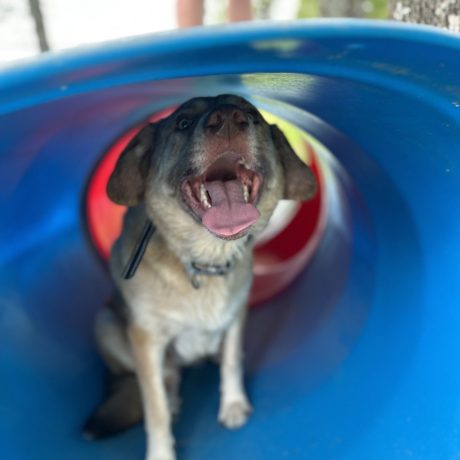dog barking in play tub at dog park at Great Escapes RV Resorts Branson